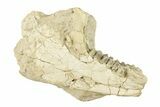 Fossil Oreodont (Merycoidodon) Partial Mandible - South Dakota #270117-2